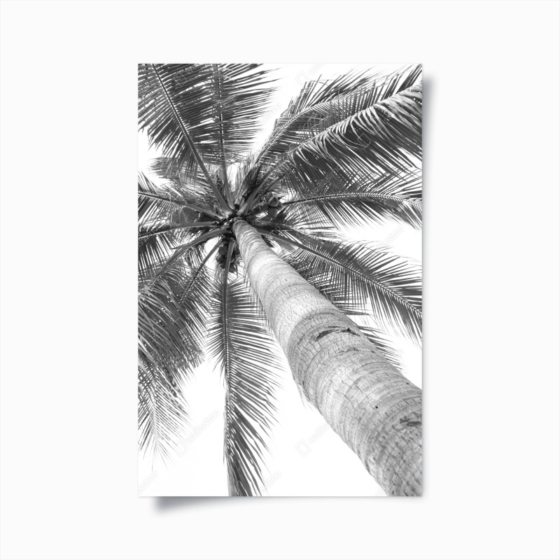 Póster vértigo de palmera tropical en blanco y negro