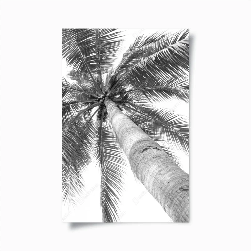 Póster vértigo de palmera tropical en blanco y negro