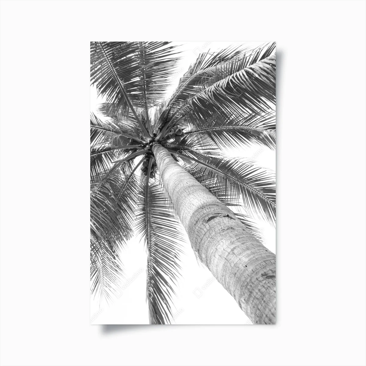 Póster vértigo de palmera tropical en blanco y negro – Pixers® Póster vértigo de palmera tropical en blanco y negro – Pixers®