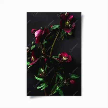 Póster flores granate sobre fondo oscuro – Pixers®