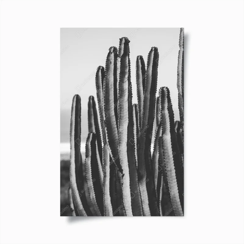Póster cactus monocromático textura minimalista