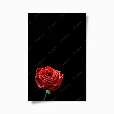 Póster rosa roja con gotas sobre fondo negro – Pixers®