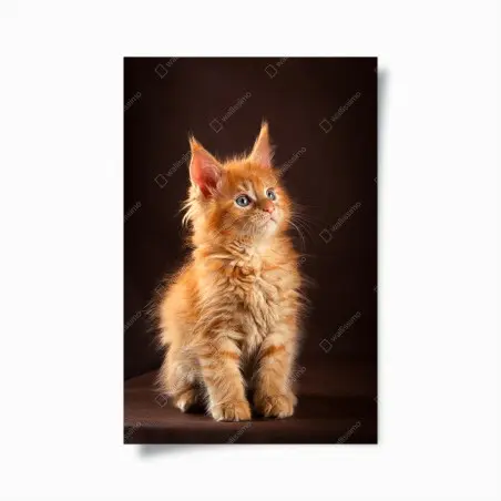 Póster gatito naranja esponjoso con mirada curiosa – Pixers®