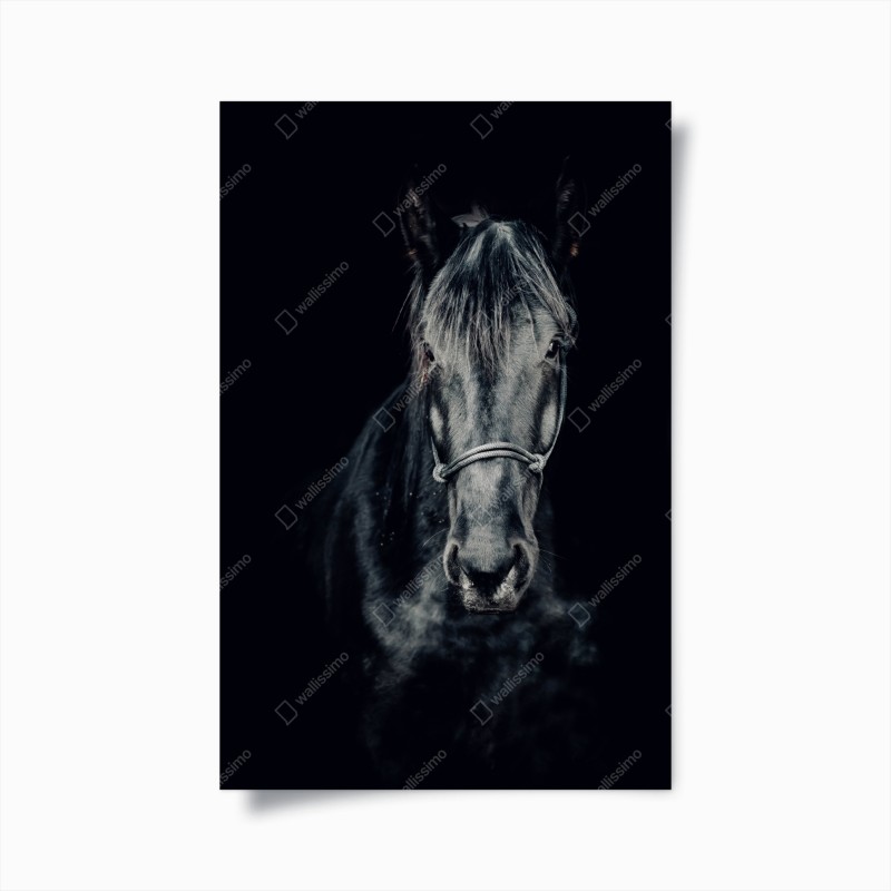 Póster retrato majestuoso de un caballo negro