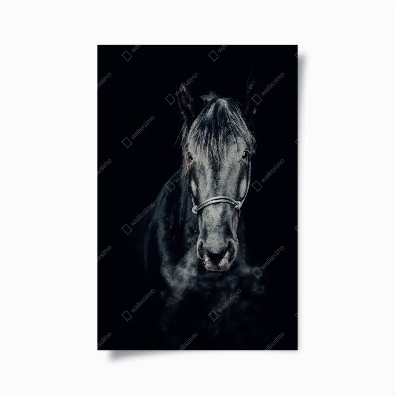 Póster retrato majestuoso de un caballo negro – Pixers® Póster retrato majestuoso de un caballo negro – Pixers®