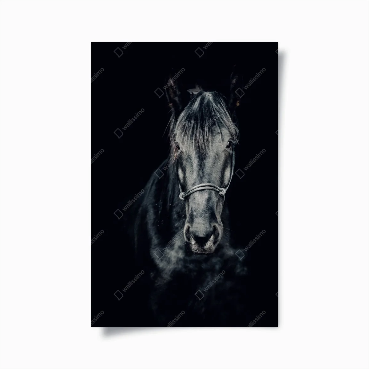 Póster retrato majestuoso de un caballo negro – Pixers® Póster retrato majestuoso de un caballo negro – Pixers®