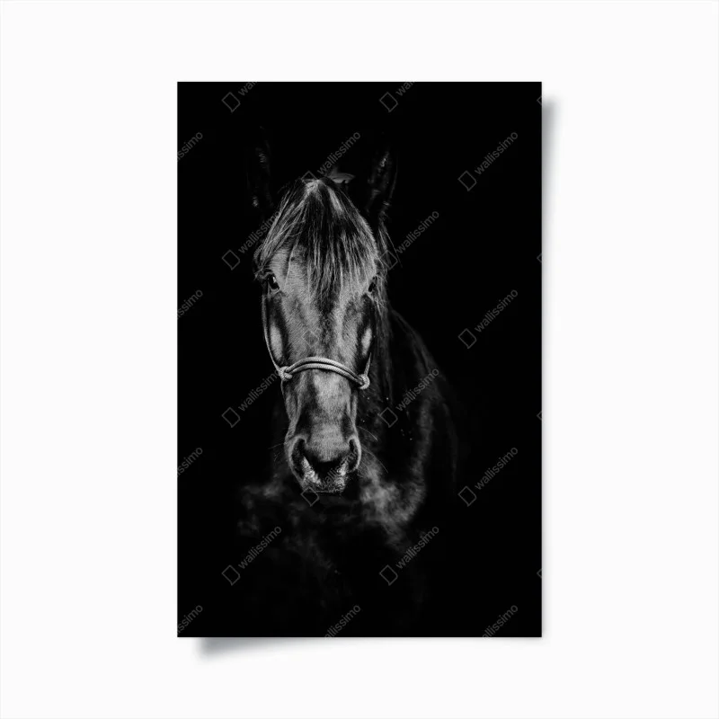 Póster retrato dramático de caballo en blanco y negro