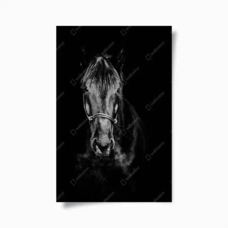 Póster retrato dramático de caballo en blanco y negro – Pixers®