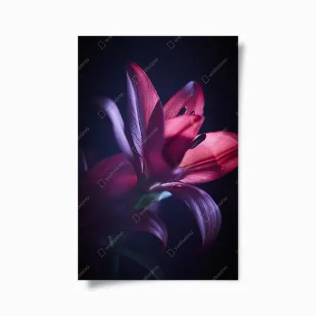 Póster lirio rojo en penumbra – Pixers®