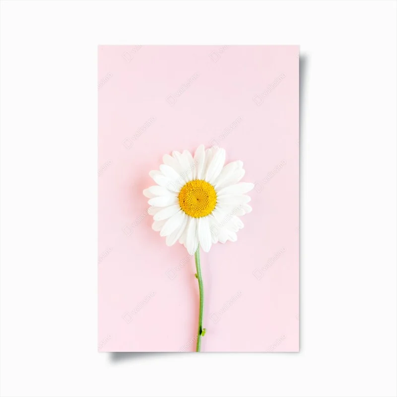 Póster margarita sobre fondo rosa minimalista