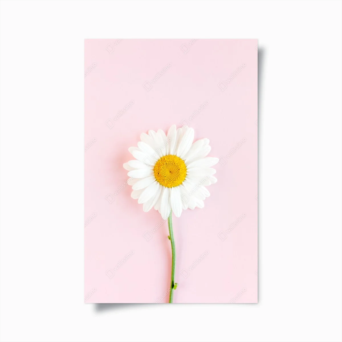 Póster margarita sobre fondo rosa minimalista – Pixers® Póster margarita sobre fondo rosa minimalista – Pixers®