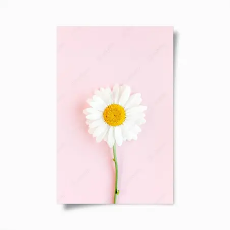 Póster margarita sobre fondo rosa minimalista – Pixers®