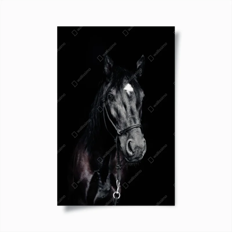Póster retrato majestuoso de caballo negro