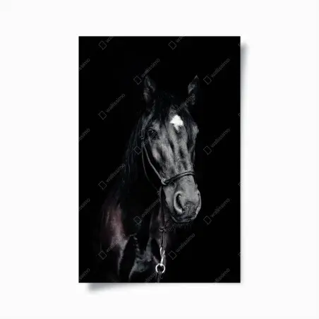 Póster retrato majestuoso de caballo negro – Pixers®
