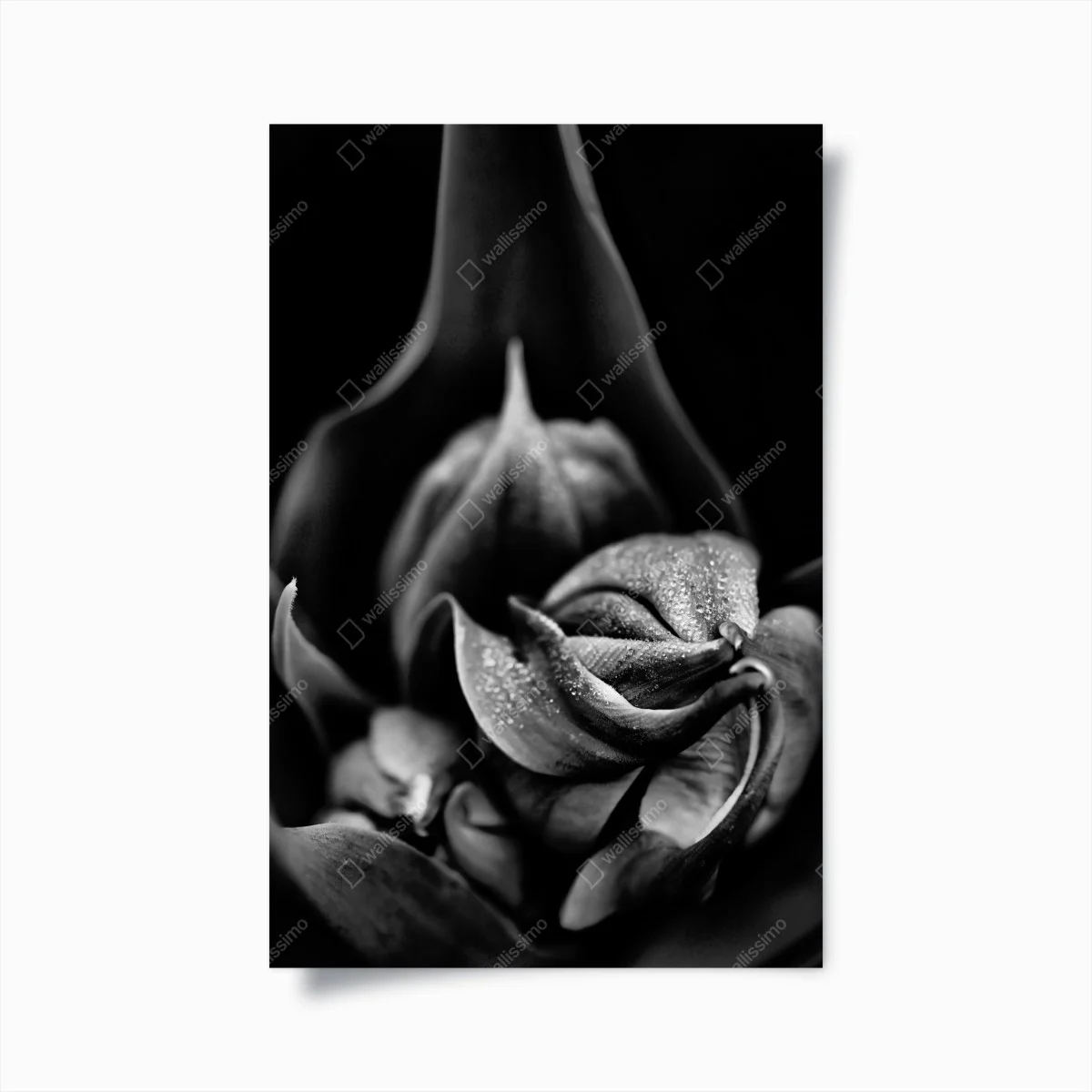 Póster flor en macro con gotas en blanco y negro – Pixers® Póster flor en macro con gotas en blanco y negro – Pixers®