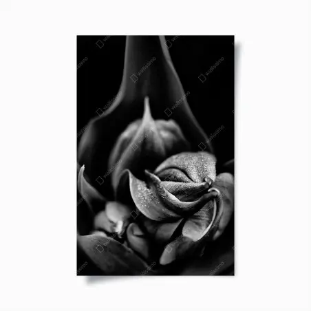 Póster flor en macro con gotas en blanco y negro – Pixers®