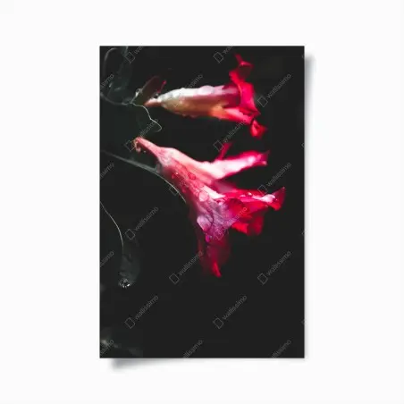 Póster flores rosas en contraste oscuro y gotas de agua – Pixers®