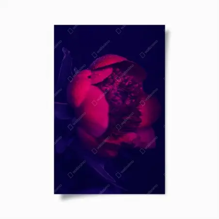 Póster peonía nocturna con gotas – Pixers®