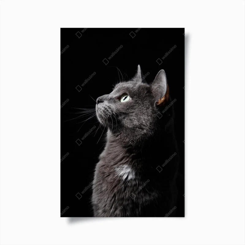 Póster perfil elegante de gato gris mirando la luz