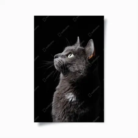 Póster perfil elegante de gato gris mirando la luz – Pixers®