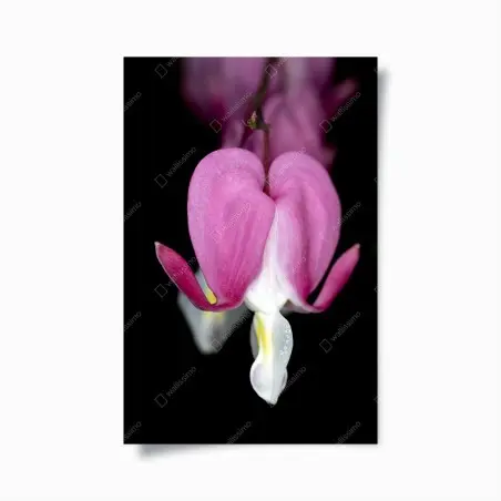 Póster flor corazón sangrante en primer plano – Pixers®