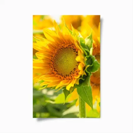 Póster girasol en primer plano luminoso – Pixers®