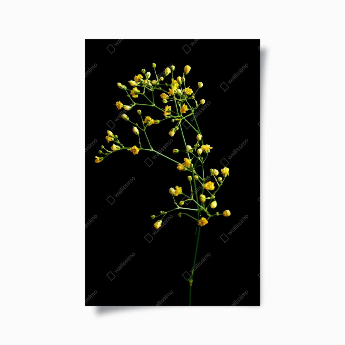 Póster paniculata amarilla sobre fondo negro – Pixers® Póster paniculata amarilla sobre fondo negro – Pixers®