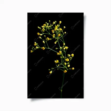 Póster paniculata amarilla sobre fondo negro – Pixers®