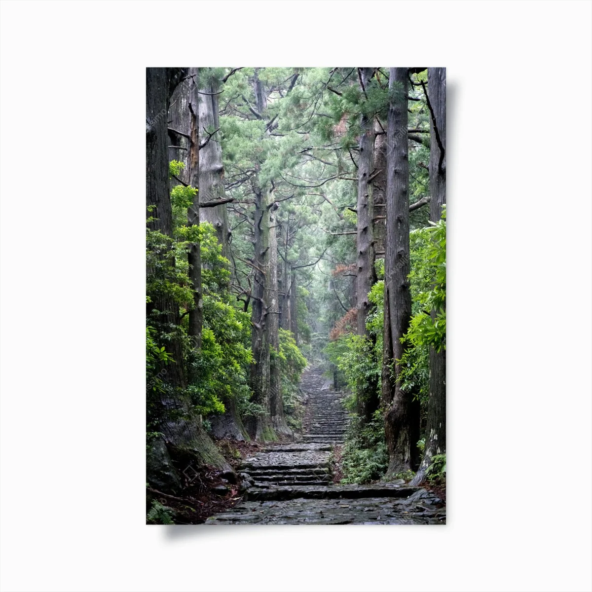 Póster sendero de piedra en bosque milenario – Pixers® Póster sendero de piedra en bosque milenario – Pixers®