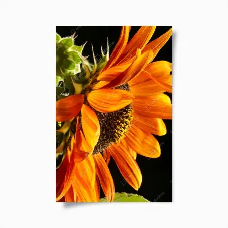 Póster girasol naranja en primer plano – Pixers®