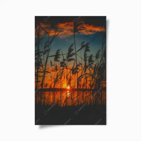 Póster atardecer entre juncos en el lago – Pixers®