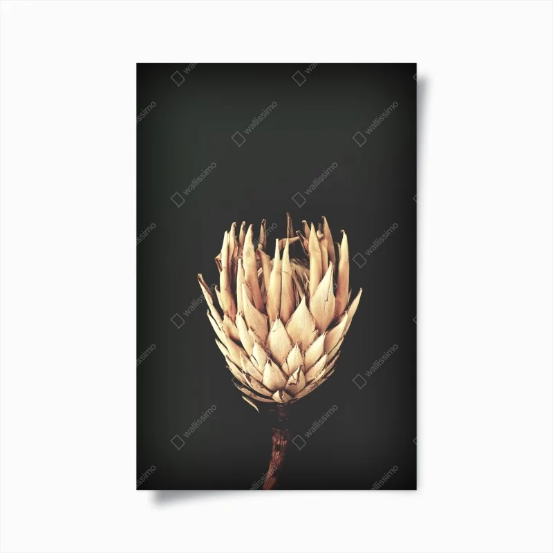 Póster protea seca sobre fondo oscuro y minimalista