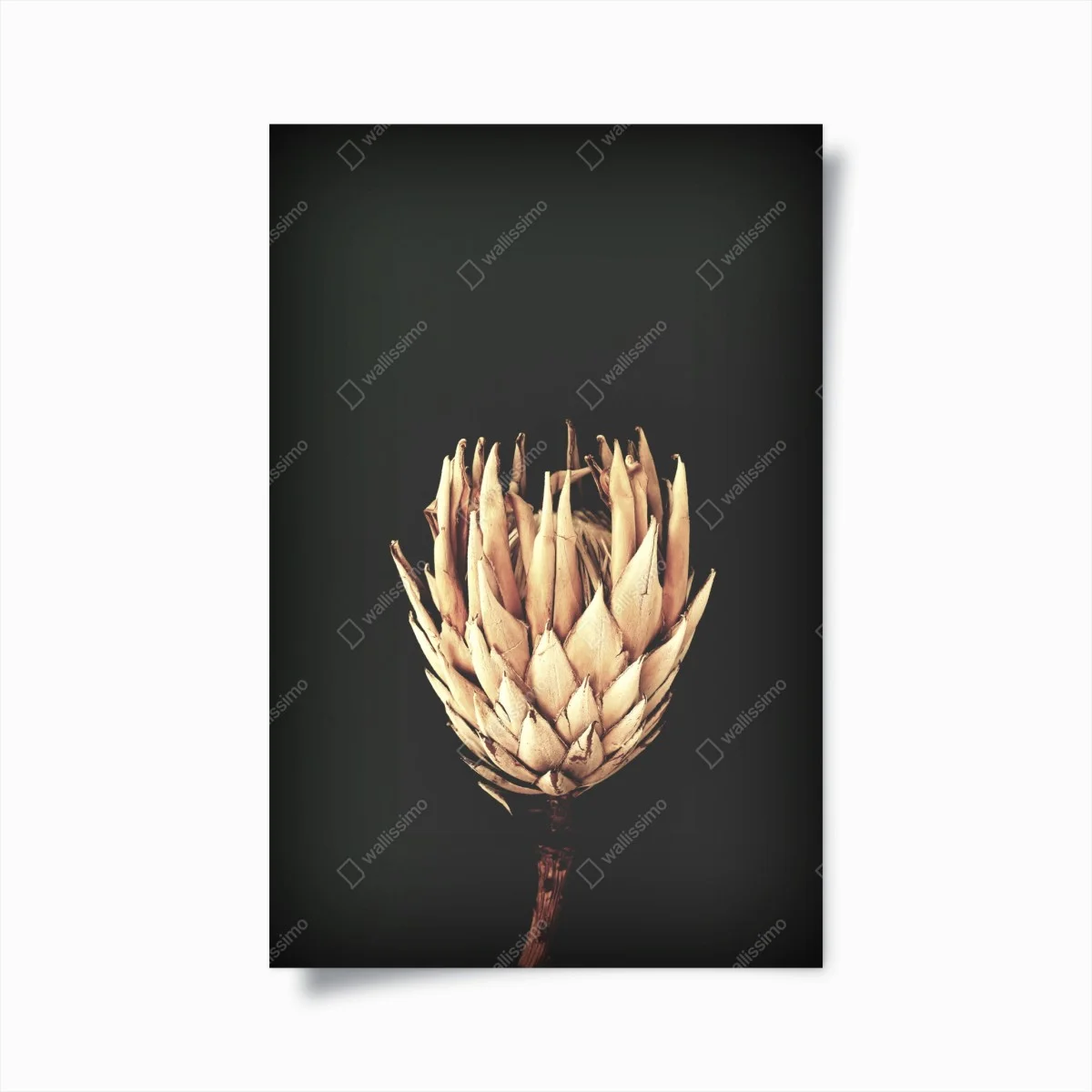 Póster protea seca sobre fondo oscuro y minimalista – Pixers® Póster protea seca sobre fondo oscuro y minimalista – Pixers®