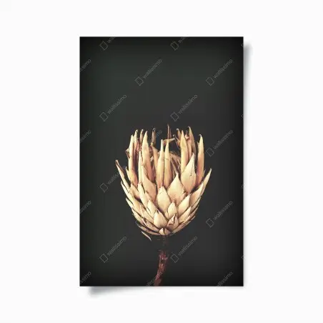 Póster protea seca sobre fondo oscuro y minimalista – Pixers®