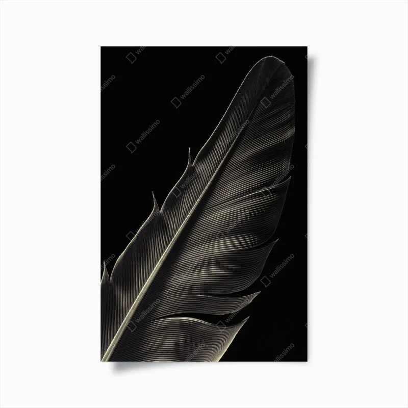 Póster pluma en blanco y negro: detalle minimalista