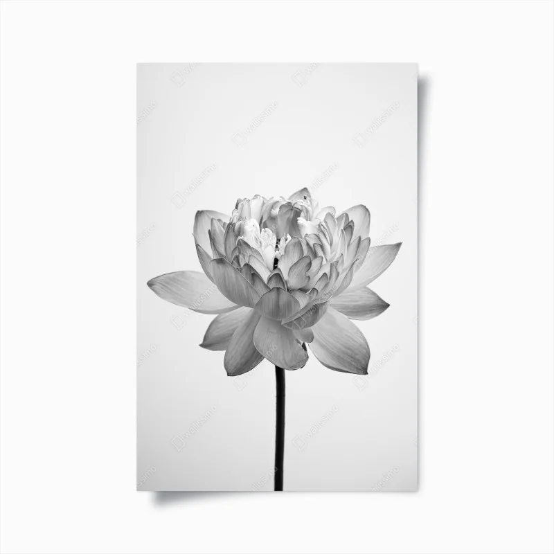 Póster loto en blanco y negro sobre fondo minimalista