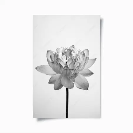 Póster loto en blanco y negro sobre fondo minimalista – Pixers®