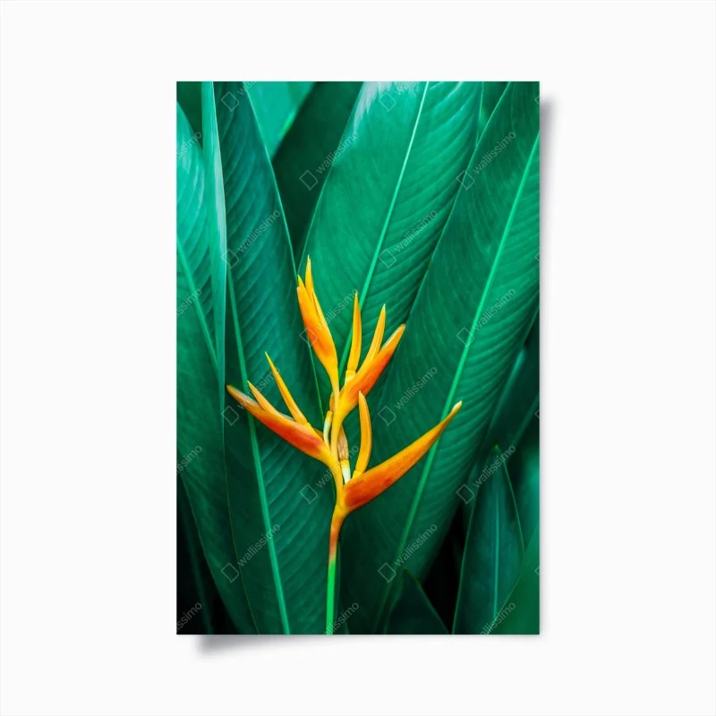 Póster flor tropical vibrante sobre follaje verde