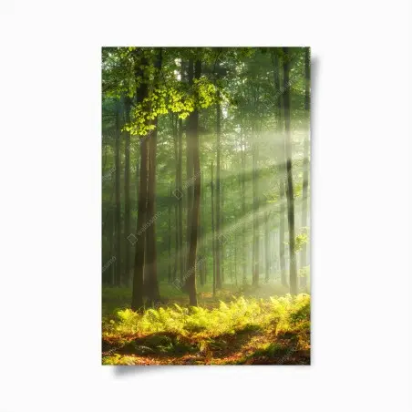Póster amanecer otoñal en bosque antiguo – Pixers®