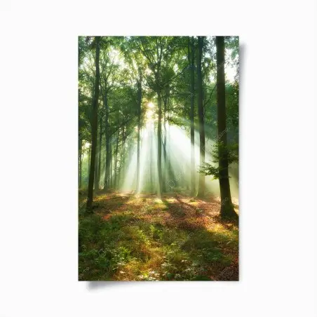 Póster luz entre los árboles al amanecer – Pixers®