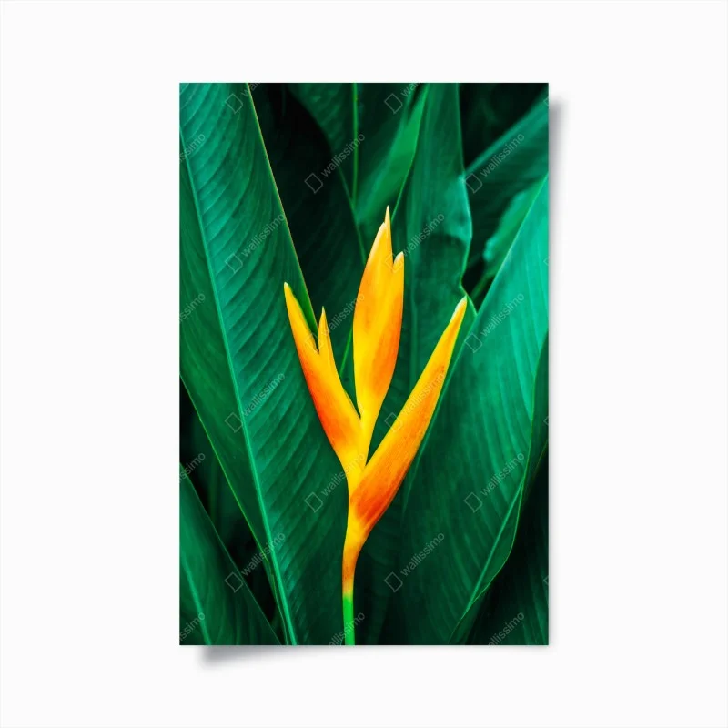 Póster flor tropical en vibrante contraste