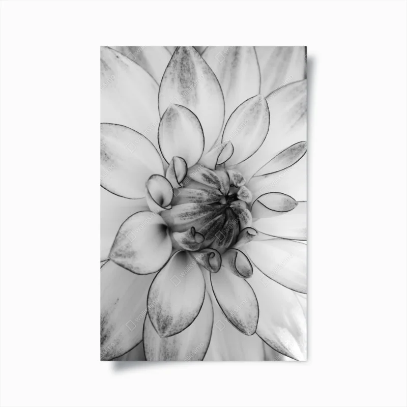 Póster detalle floral en blanco y negro