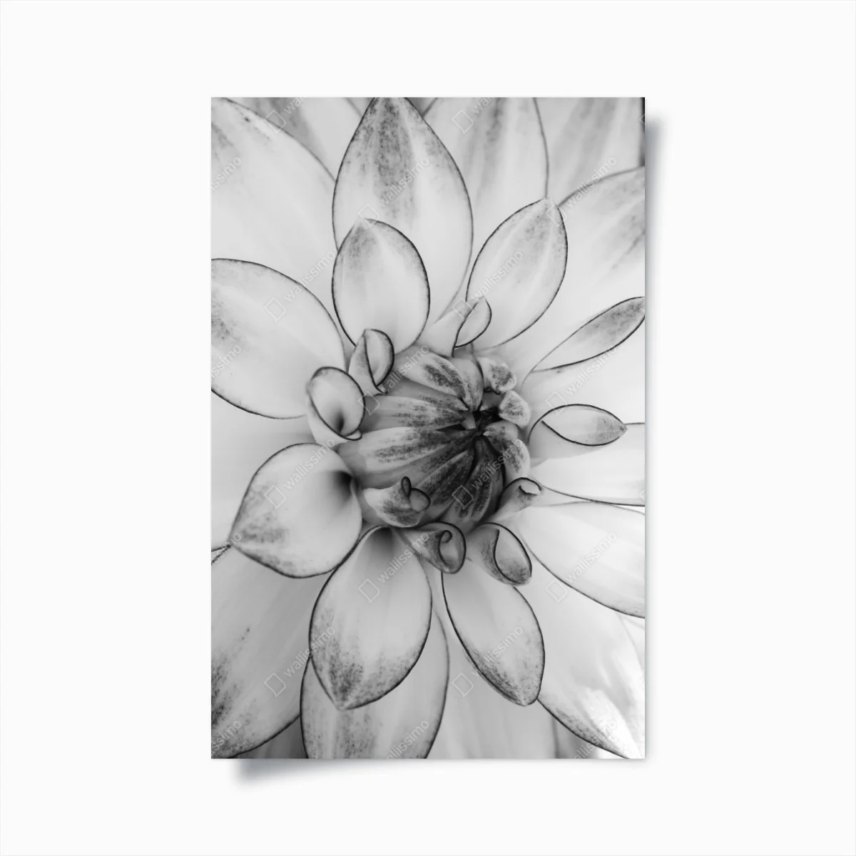 Póster detalle floral en blanco y negro – Pixers® Póster detalle floral en blanco y negro – Pixers®