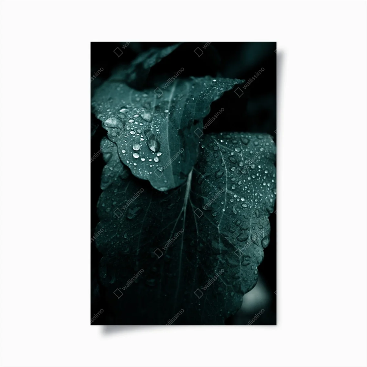 Póster hojas con gotas en tonos esmeralda – Pixers® Póster hojas con gotas en tonos esmeralda – Pixers®