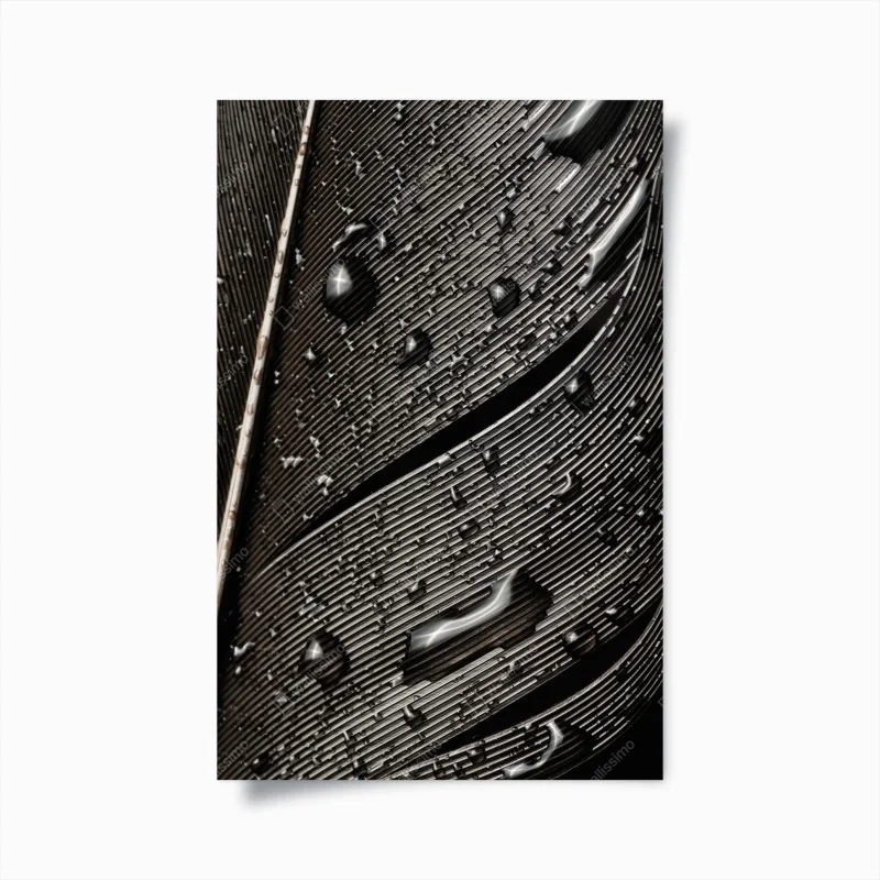 Póster textura de pluma en blanco y negro con gotas