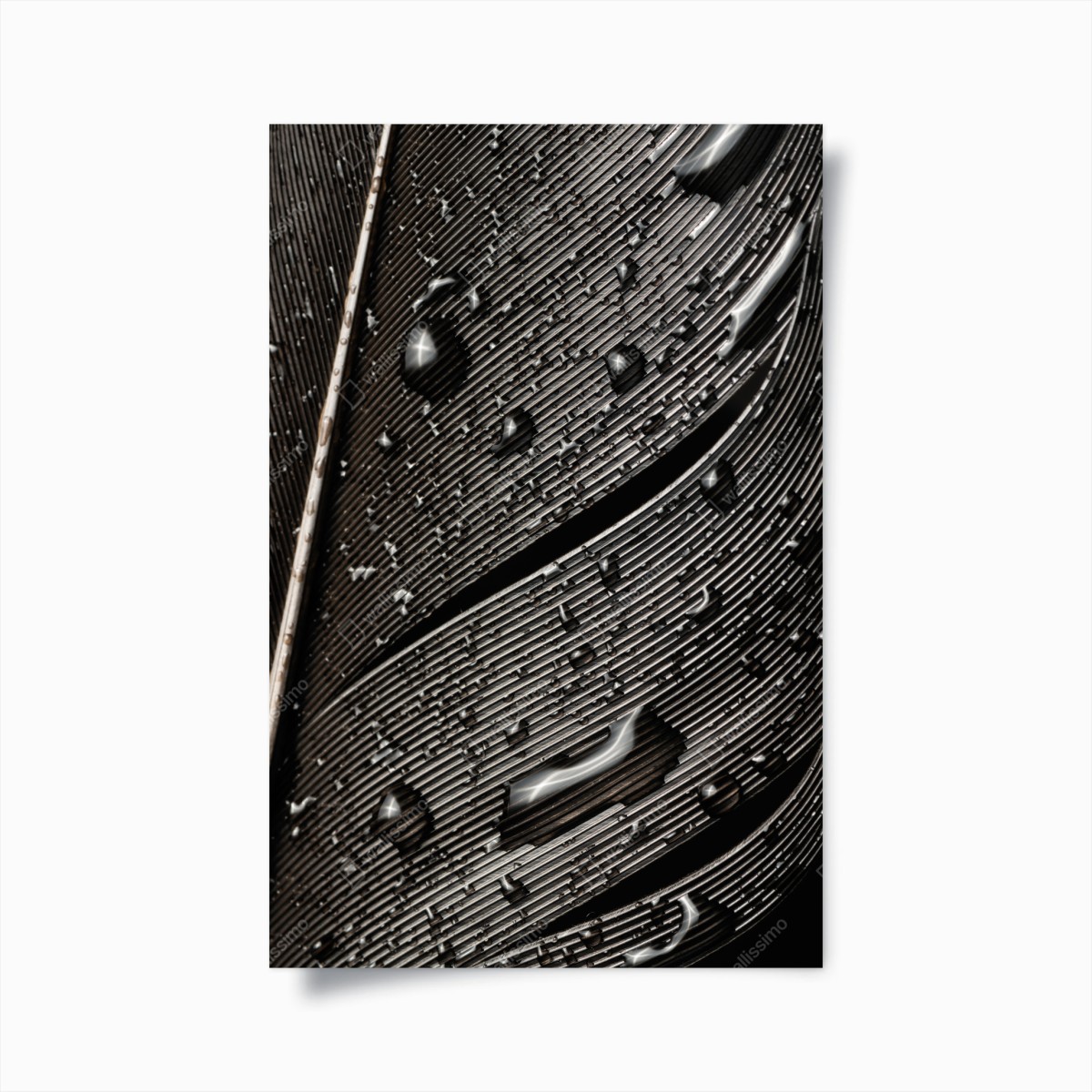 Póster textura de pluma en blanco y negro con gotas – Pixers®