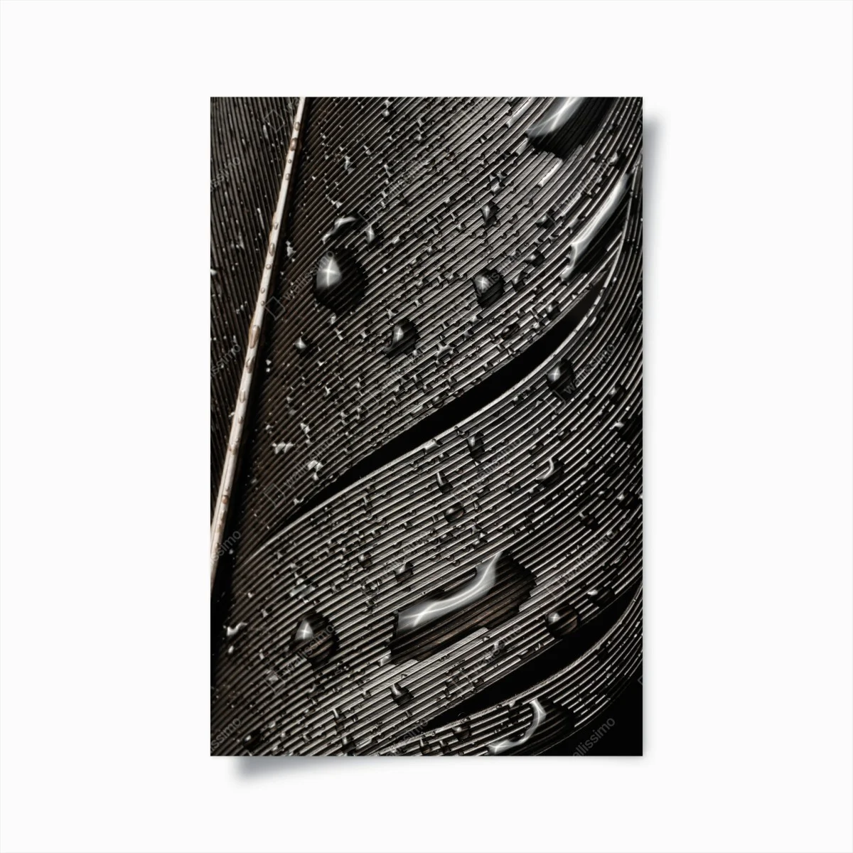 Póster textura de pluma en blanco y negro con gotas – Pixers® Póster textura de pluma en blanco y negro con gotas – Pixers®