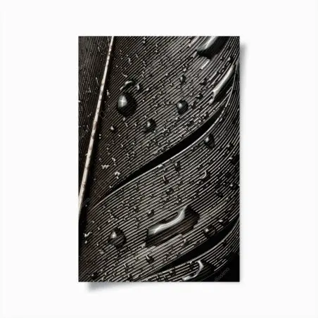 Póster textura de pluma en blanco y negro con gotas – Pixers®