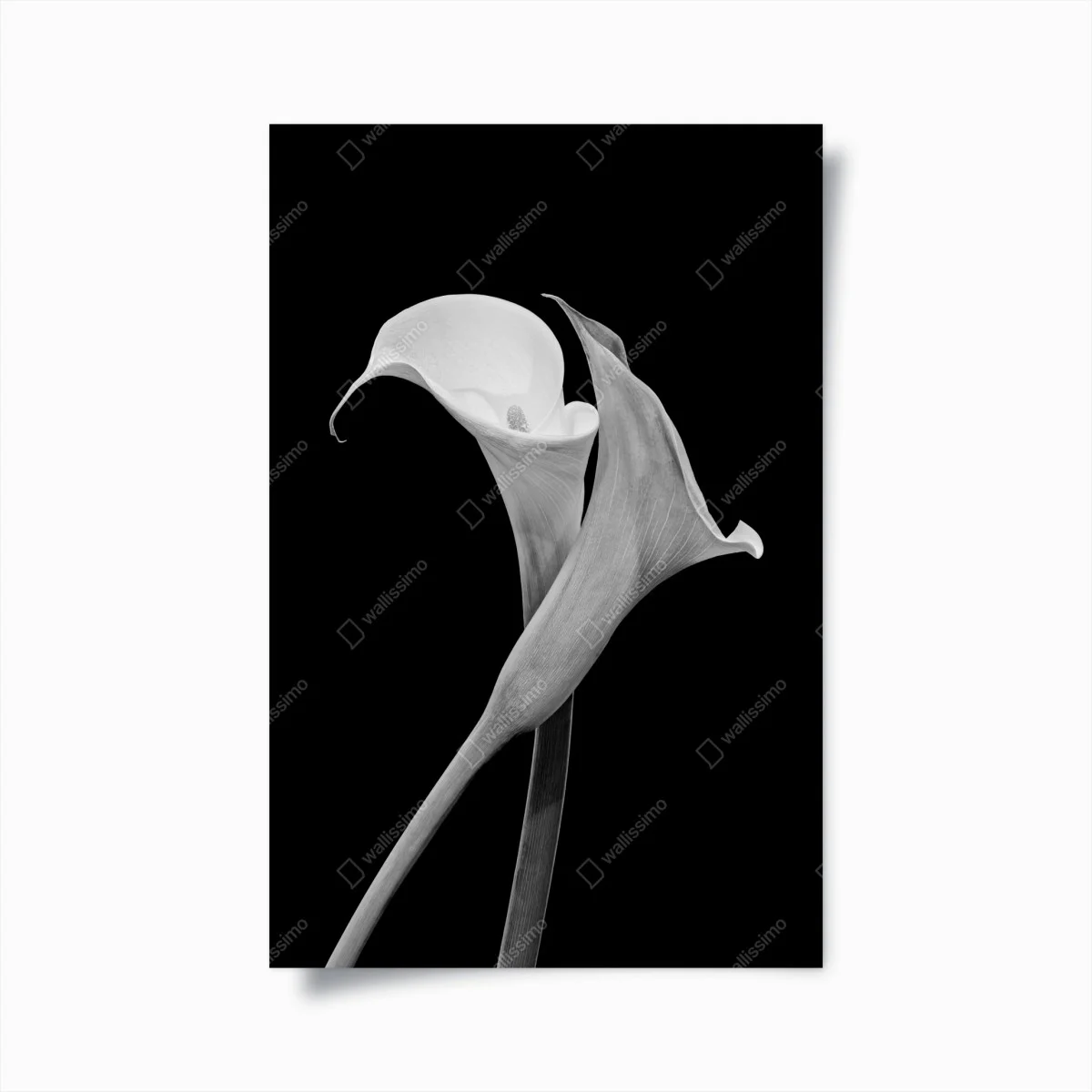 Póster calas en blanco y negro, diseño minimalista – Pixers® Póster calas en blanco y negro, diseño minimalista – Pixers®