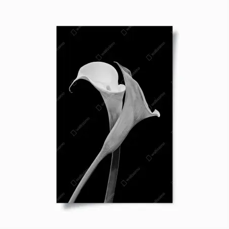 Póster calas en blanco y negro, diseño minimalista – Pixers®
